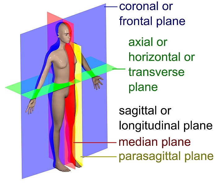 <p>cross section along z plane (front &amp; back) </p>