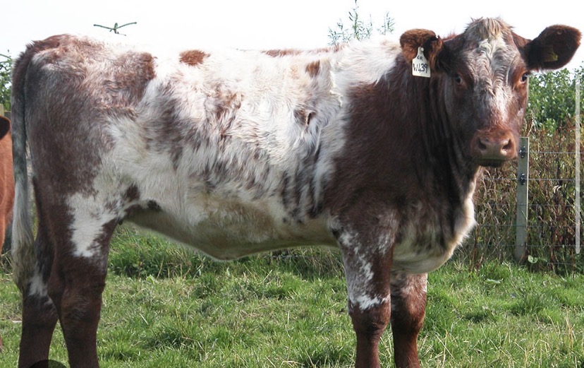 <p>Breed?</p>