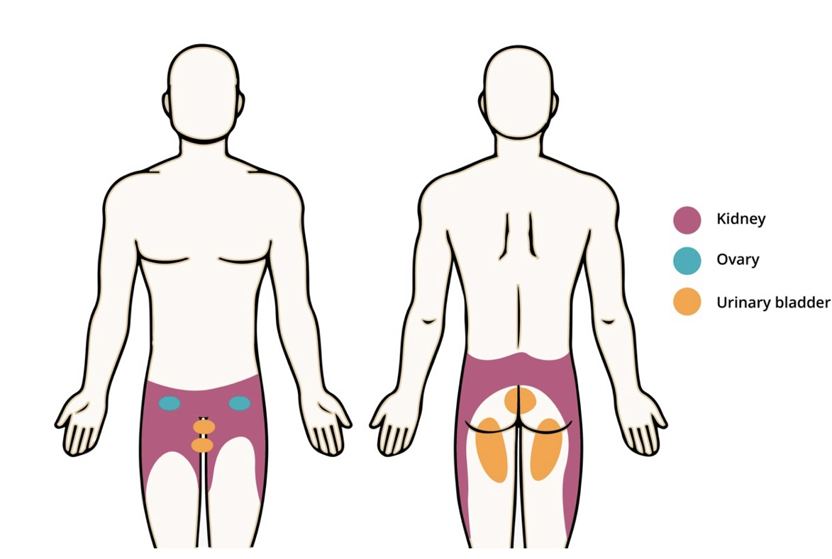 <ul><li><p>Genitourinary</p><ul><li><p>Painful or burning with urination (dysuria)</p></li><li><p>Change in urinary frequency (decreased, excessive, urination at night)</p></li><li><p>Change in urinary control (incontinence, urgency, difficulty initiating)</p></li><li><p>Change in urinary flow or force</p></li><li><p>Blood in urine (hematuria)</p></li><li><p>Change in urine color</p></li><li><p>Suprapubic pain</p></li><li><p>Flank pain</p></li><li><p>History of genitourinary disorders (urinary tract infections, kidney infections/stones etc)</p></li></ul></li><li><p>Reproductive</p><ul><li><p>Male</p><ul><li><p>Discharge or sores on penis</p></li><li><p>Testicular/scrotal pain, swelling or masses</p></li><li><p>Painful intercourse/ejaculation</p></li><li><p>History of sexually-transmitted infection</p></li></ul></li><li><p>Female</p><ul><li><p>Vaginal discharge, sores, masses</p></li><li><p>Breast pain, swelling, warmth or redness</p></li><li><p>Nipple pain or discharge</p></li><li><p>Painful intercourse</p></li><li><p>Menstruation (frequency, length of cycle, dysmenorrhea)</p></li><li><p>History of pregnancy and delivery</p></li><li><p>Menopause (peri/postmenopausal vaginal bleeding)</p></li><li><p>History of sexually-transmitted infection</p></li></ul></li></ul></li></ul><p></p>