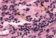 <p>Identify this cell</p>
