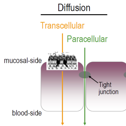 <p><strong>para</strong>(<strong>inter</strong>)<strong>-cellular diffusion</strong> (minor contribution)</p><ul><li><p>Occurs mainly in the small intestine</p></li></ul><ul><li><p><span style="background-color: transparent;">Tight junctions filled with extracellular fluid within cellular membranes provide a diffusion pathway for hydrophilic and/or ionized drugs</span></p></li><li><p><span style="background-color: transparent;">However, the tight junction needs to be wide enough for large molecules. Otherwise, we have steric hindrance, resulting in either absorption getting hindered or not possible</span></p></li></ul><p></p>