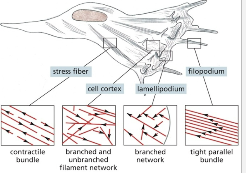 <ol><li><p>anti-parallel linear array, looser</p></li><li><p>mixed (branched and unbranched)</p></li><li><p>branched array</p></li><li><p>parallel linear array, tighter</p></li></ol><p></p>