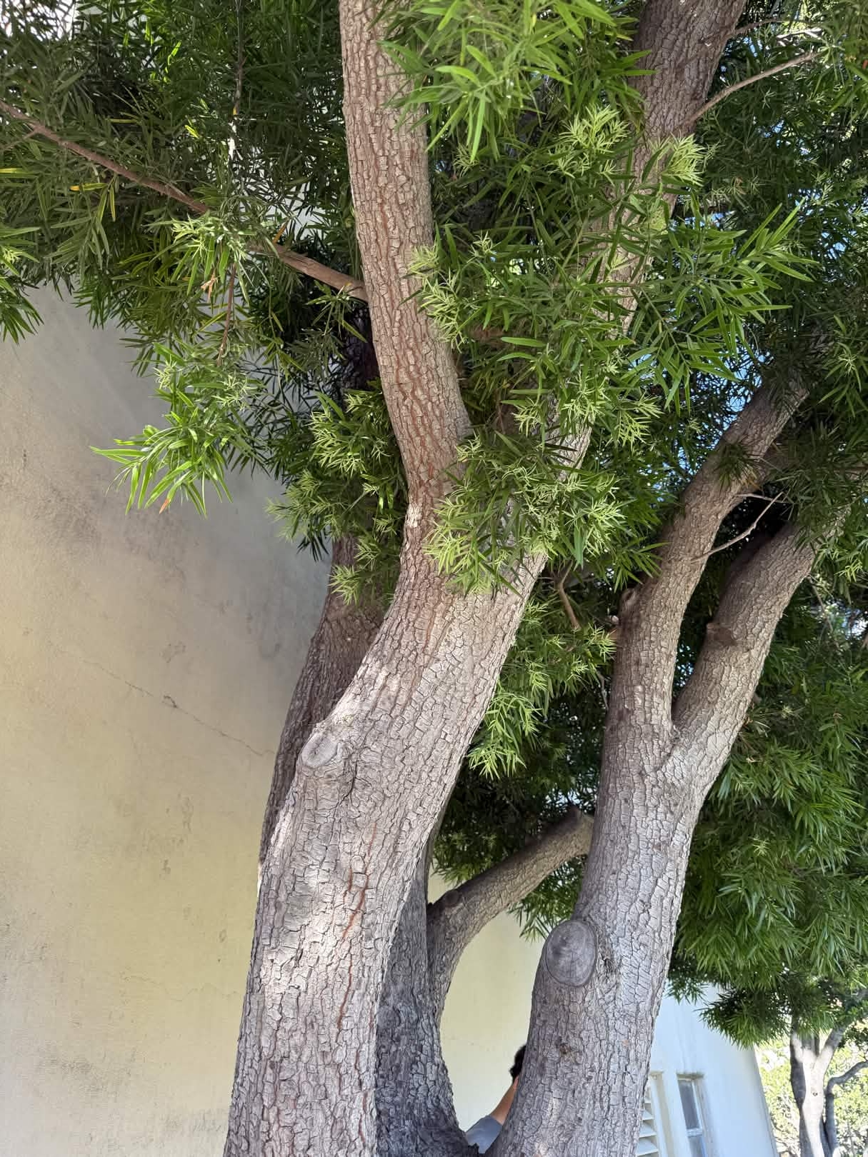 <p>Soft and billowy, fern form. Foliage: no color difference TvB, leaves are linear bright green, Soft, Pistolets appear like yellow berries, bark square/checkered plates</p>