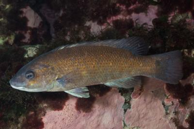 <p><strong><em><u>Wrasse family; </u></em></strong><span style="background-color: transparent;"><strong><em><u>Short protruding teeth. Greenish, orangish reddish (color changes with habitat = cunning trickster) Smaller, Thick caudal peduncle </u></em></strong></span></p><ul><li><p></p></li><li><p><strong>General:</strong> Small wrasse with a slender, elongated body and variable coloration</p></li><li><p><strong>Size:</strong> Avg. adult <strong>15–25 cm (6–10 in; 0.5–0.8 ft)</strong>, <strong>0.1–0.5 kg (0.2–1.1 lb)</strong>;</p><ul><li><p>large adults commonly reach (10–14 in; 0.8–1.2 ft) and (1.1–2.2 lb).</p></li></ul></li><li><p><strong>Key IDs:</strong></p><ul><li><p><strong>More slender and long wrasse body</strong></p></li><li><p><strong>Highly variable coloration</strong> (green, brown, reddish, or mottled/rusty).</p></li><li><p><strong>Small mouth with protruding snout</strong></p></li><li><p><strong>No chin barbel</strong></p></li><li><p>Long dorsal fin running much of body length.</p></li><li><p><strong>Rounded</strong> to slightly forked caudal tail and rounded pectoral</p></li></ul></li><li><p><strong>Memory cue:</strong> <strong>Slim + rusted + no chin barbel</strong></p></li></ul><p></p>
