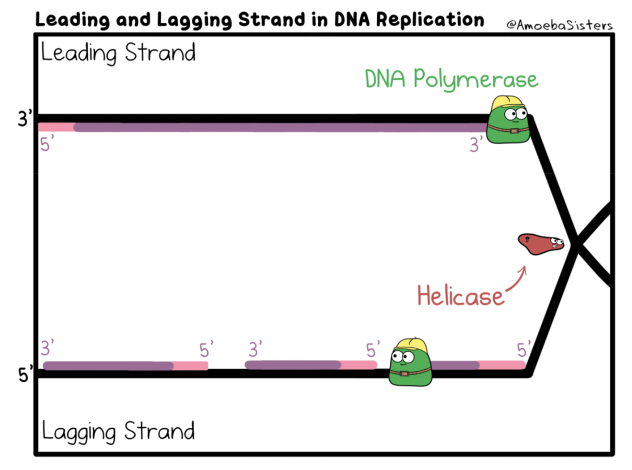 <p><span style="background-color: transparent; font-family: "Cormorant Garamond", serif;"><strong>DNA Replikation: </strong>Kopiering av hela DNA:t inför celldelning (mitos/meios)</span></p><ol><li><p><span style="font-family: "Cormorant Garamond", serif;"><strong><mark data-color="#be1a1a" style="background-color: rgb(190, 26, 26); color: inherit;">Helikas</mark></strong></span><span style="background-color: transparent; font-family: "Cormorant Garamond", serif;"><strong> </strong>öppnar upp en replikationsgaffel</span></p></li><li><p><span style="font-family: "Cormorant Garamond", serif;"><strong><mark data-color="#ff87af" style="background-color: rgb(255, 135, 175); color: inherit;">Prime:rar</mark></strong></span><span style="background-color: transparent; font-family: "Cormorant Garamond", serif;"><mark data-color="#ff87af" style="background-color: rgb(255, 135, 175); color: inherit;"> </mark>fäster in(basparar till DNA:t)<strong> </strong>för att </span><span style="font-family: "Cormorant Garamond", serif;"><strong><mark data-color="#36824a" style="background-color: rgb(54, 130, 74); color: inherit;">DNA polymeras</mark></strong></span><span style="background-color: transparent; font-family: "Cormorant Garamond", serif;"><strong> </strong>ska kunna ha en del att fästas in i (en kort bit basparade nukleotider) </span><span style="font-family: "Cormorant Garamond", serif;"><mark data-color="#ff87af" style="background-color: rgb(255, 135, 175); color: inherit;">primern</mark></span><span style="background-color: transparent; font-family: "Cormorant Garamond", serif;"> består av mRNA nukleotider som sen behöver bytas ut</span></p></li><li><p><span style="font-family: "Cormorant Garamond", serif;"><strong><mark data-color="#36824a" style="background-color: rgb(54, 130, 74); color: inherit;">DNA polymeras</mark></strong></span><span style="background-color: transparent; font-family: "Cormorant Garamond", serif;"><strong><mark data-color="#36824a" style="background-color: rgb(54, 130, 74); color: inherit;"> </mark></strong>läser av och börjar bygga på kvävebaserna och gör </span><span style="font-family: "Cormorant Garamond", serif;"><strong><mark data-color="#593282" style="background-color: rgb(89, 50, 130); color: inherit;">den komplementära DNA strängen</mark></strong></span><span style="background-color: transparent; font-family: "Cormorant Garamond", serif;"><strong> </strong>till den övre (read up build down) Den läser 3’-5’ och bygger 5’-3’. Ena strängen kan byggas i ett svep (<em>leading strand</em>) men i <em>lagging strand</em> kommer vi få <strong>okazaki fragment</strong> eftersom de bara kan bygga det som redan har öppnats</span></p></li><li><p><span style="font-family: "Cormorant Garamond", serif;"><strong><mark data-color="#ff87af" style="background-color: rgb(255, 135, 175); color: inherit;">Primerarna</mark></strong></span><span style="background-color: transparent; font-family: "Cormorant Garamond", serif;"><strong> </strong>måste ersättas med DNA:nukleotider och sedan gör man en korrekturläsning&nbsp;</span></p></li></ol><p><span style="background-color: transparent; font-family: "Cormorant Garamond", serif;"><strong>&nbsp;</strong></span><span style="background-color: transparent;"><em>i dessa celler vi skapar får båda halva original DNA:t och halva nybyggda DNA:t&nbsp;</em></span></p>