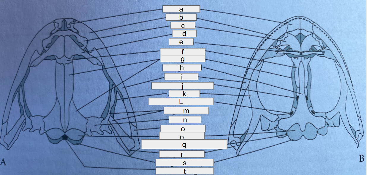 <p>a</p>
