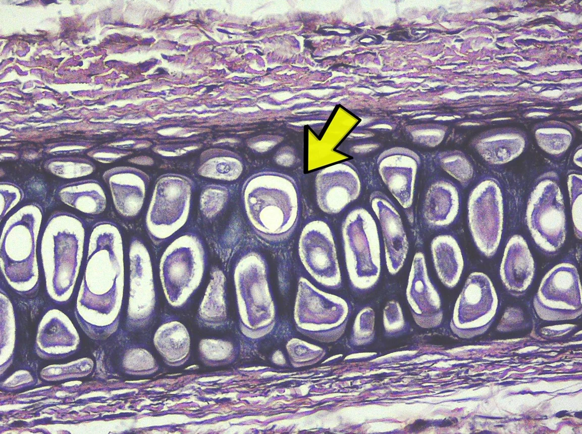 <p><span>Identify the tissue in the micrograph.</span></p>
