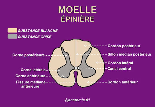 <ul><li><p>Corne postérieure / dorsale: reçoit les informations sensitives</p></li><li><p class="has-focus">Corne antérieure / ventrale: contient les corps cellulaires des neutrons moteurs somatiques</p></li><li><p class="has-focus">Corne latérale: contient les neurones du système autonome (surtout pour régions thoraciques et lombaires)</p></li></ul><p></p>