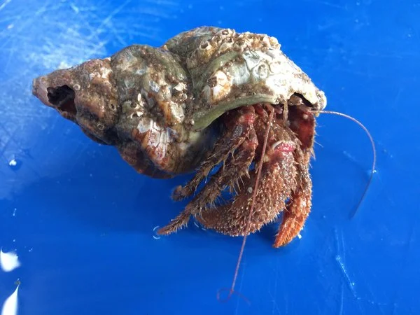 <p>Hairy Hermit Crab</p>