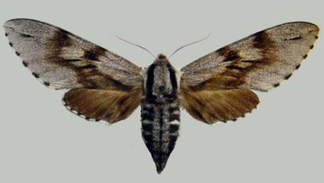 <p>ŘÁD česky latinsky</p><p>čeleď česky</p><p>druh česky</p><p>(60-80 mm rozpětí, na křídlech jsou dvě tmavé linie, housenky mnoho končetin až 8 párů, mají trn na zadečku housenky,)</p>