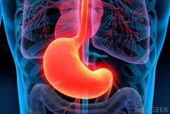 <p>Stomach</p>