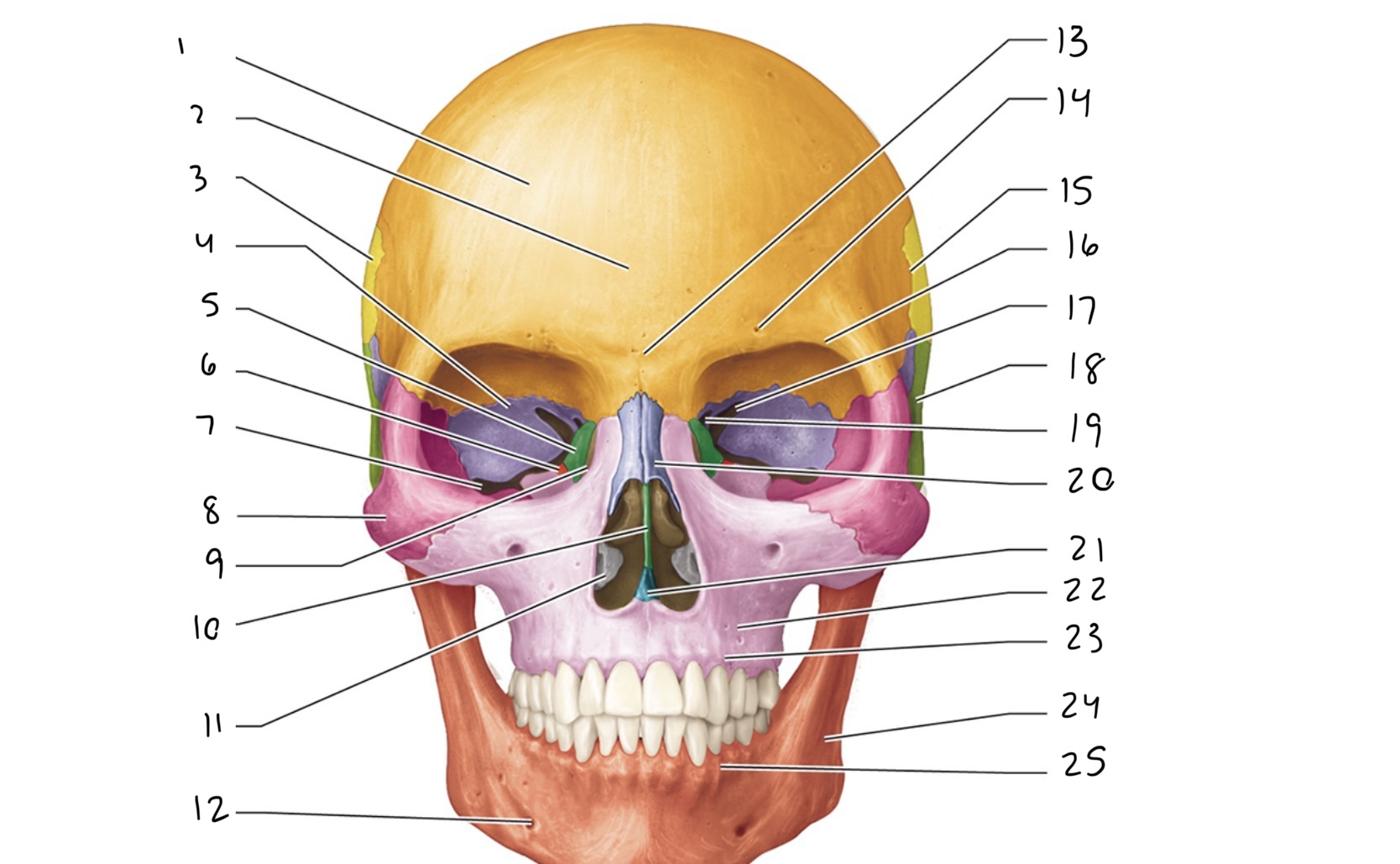 <p>19</p>