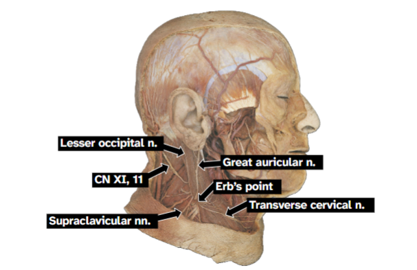 <p>Crosses SCM horizontally towards the anterior</p><p>triangle of the neck</p>
