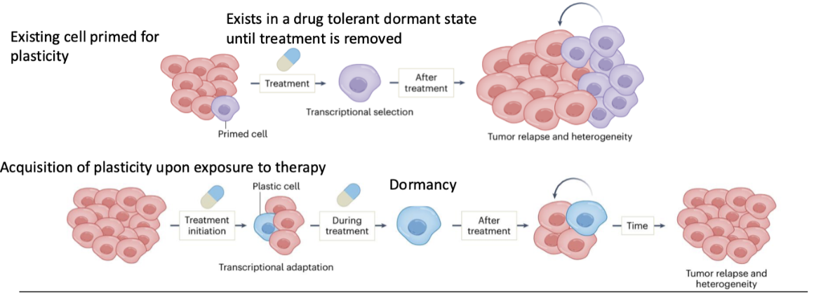 <ul><li><p>Some cells are <strong>already primed for plasticity</strong></p></li><li><p>Under treatment → <strong>transcriptional selection</strong></p></li><li><p>Cells enter a <strong>drug-tolerant dormant state</strong></p></li><li><p>Survive until treatment stops</p></li><li><p>Then <strong>re-expand → tumour relapse and heterogeneity</strong></p></li></ul><p></p>