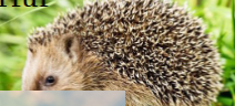 <ul><li><p>definitive growth</p></li><li><p>stuff, enlarged guard hairs</p></li></ul><p></p>