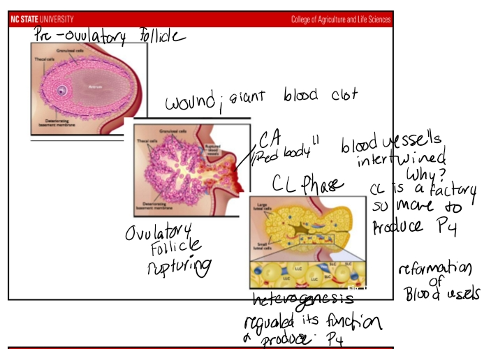 <p><span data-name="microscope" data-type="emoji">🔬</span><span><strong> 6. Origin of Large vs. Small Luteal Cells</strong></span></p><p><span>Based on a classic (and rarely replicated) antibody‑labeling study:</span></p><table style="min-width: 50px;"><colgroup><col style="min-width: 25px;"><col style="min-width: 25px;"></colgroup><tbody><tr><td colspan="1" rowspan="1" style="border-width: 0pt; vertical-align: top; width: 1.2576in; padding: 4pt;"><p><span><strong>Luteal Cell Type</strong></span></p></td><td colspan="1" rowspan="1" style="border-width: 0pt; vertical-align: top; width: 1.0263in; padding: 4pt;"><p><span><strong>Origin</strong></span></p></td></tr><tr><td colspan="1" rowspan="1" style="border-width: 0pt; vertical-align: top; width: 1.2763in; padding: 4pt;"><p><span><strong>Small luteal cells</strong></span></p></td><td colspan="1" rowspan="1" style="border-width: 0pt; vertical-align: top; width: 1.0069in; padding: 4pt;"><p>Theca cells</p></td></tr><tr><td colspan="1" rowspan="1" style="border-width: 0pt; vertical-align: top; width: 1.2736in; padding: 4pt;"><p><span><strong>Large luteal cells</strong></span></p></td><td colspan="1" rowspan="1" style="border-width: 0pt; vertical-align: top; width: 1.0791in; padding: 4pt;"><p>Granulosa cells</p></td></tr></tbody></table><p>This remains the accepted dogma, though the original study had limitations and has not been repeated due to difficulty.</p><p>&nbsp;</p><p><span data-name="crescent_moon" data-type="emoji">🌙</span><span><strong> 7. Function of the Corpus Luteum</strong></span></p><p>The <span><strong>primary function</strong></span> of the CL:</p><p><span><strong>→ Produce progesterone</strong></span></p><p>Progesterone:</p><ul><li><p><span>Maintains pregnancy (if it occurs)</span></p></li><li><p><span>Suppresses LH/FSH</span></p></li><li><p><span>Prevents new follicular waves from ovulating</span></p></li><li><p><span>Prepares the uterus</span></p></li></ul><p>&nbsp;</p><p><span data-name="chart_increasing" data-type="emoji">📈</span><span><strong> 8. The Luteal Phase in the Estrous Cycle</strong></span></p><p>The luteal phase begins at <span><strong>metestrus</strong></span>, right after ovulation.</p><p><span><strong>Key features:</strong></span></p><ul><li><p><span><strong>Progesterone rises</strong> as the CL forms.</span></p></li><li><p><span>The process of CL formation = <strong>luteinization</strong>.</span></p></li><li><p><span>The longest phase of the estrous cycle:</span></p><ul><li><p><span><strong>66–75%</strong> of the cycle.</span></p></li></ul></li><li><p><span>CL remains until it receives the signal for <strong>luteolysis</strong> (death of the CL).</span></p></li><li><p><span>After luteolysis:</span></p><ul><li><p><span>Progesterone <strong>drops sharply</strong>.</span></p></li><li><p><span>The cycle transitions back toward the follicular phase.</span></p></li></ul></li></ul><p></p>