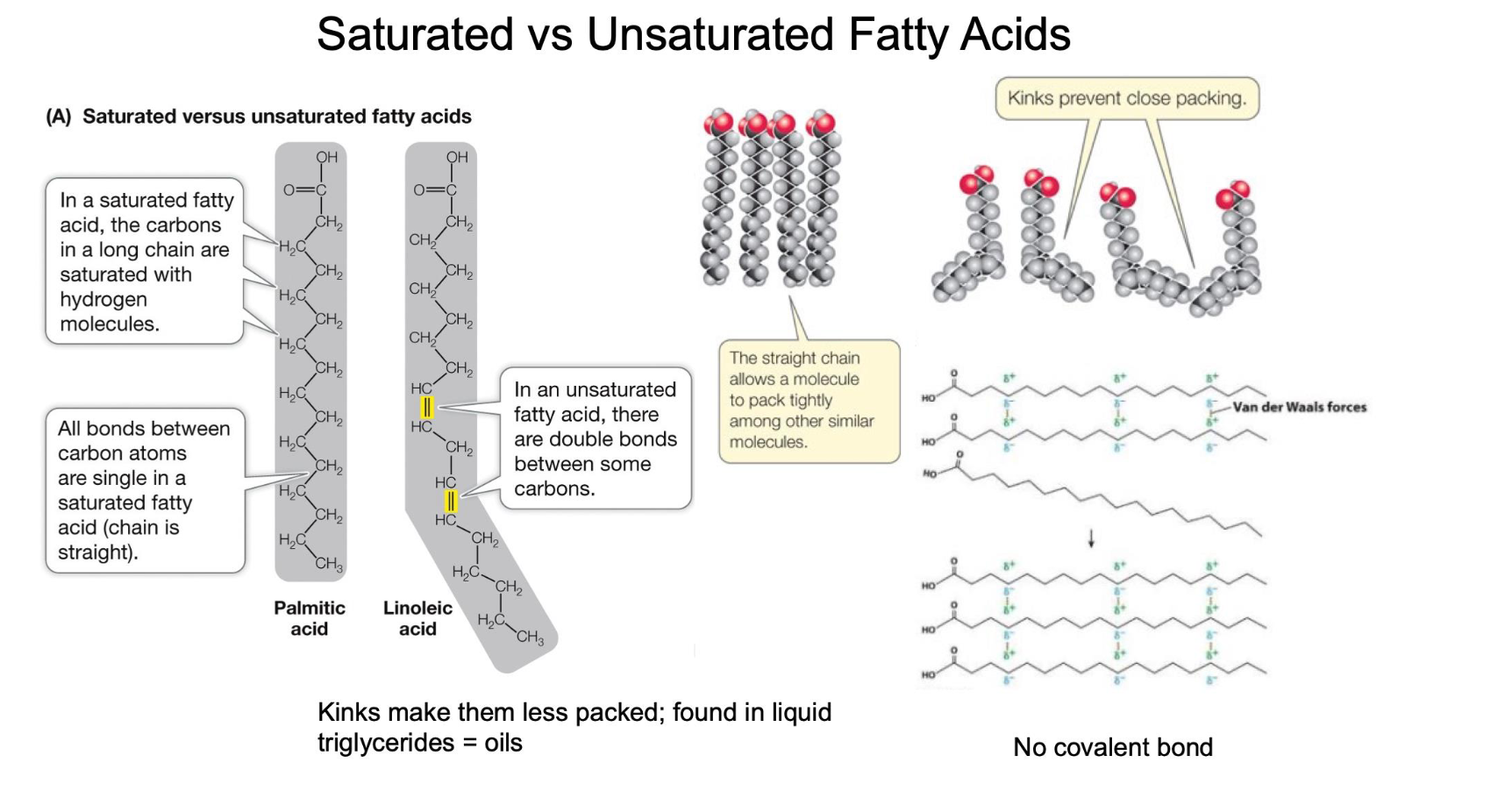<ul><li><p><span style="line-height: 1.15;"><strong>Saturated:</strong> No double bonds between carbons; the chains are straight, allowing them to pack tightly together</span></p></li><li><p><span><strong>Unsaturated:</strong> Contain one or more double bonds that create "kinks" in the chain. </span><span style="line-height: 1.15;">These kinks prevent close packing, increasing membrane fluidity</span></p></li></ul><p></p>