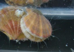 <p>clam, sometimes covered by sponges, eye spots, byssal threads, can swim, single adductor muscle, rough ridges spread out</p>