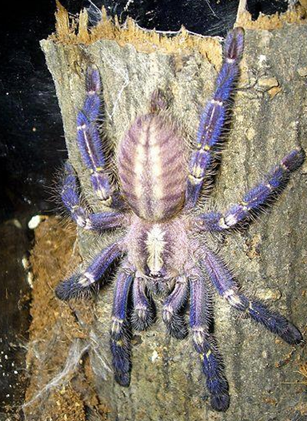 <p>Orde Araneae (spinnen) vb</p>