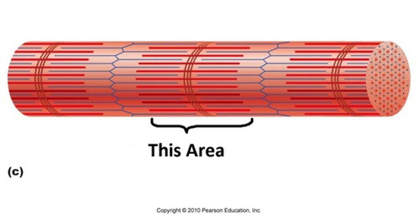 <p>The dark bands are created by the full length of the thick filaments in the sarcomeres, along with the inner ends of the thin filaments, which overlap the thick filaments</p>