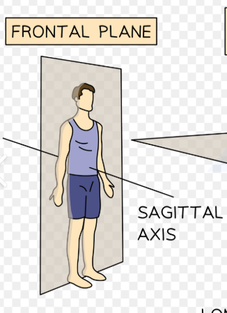 <p><span>Adduction and abduction</span></p>