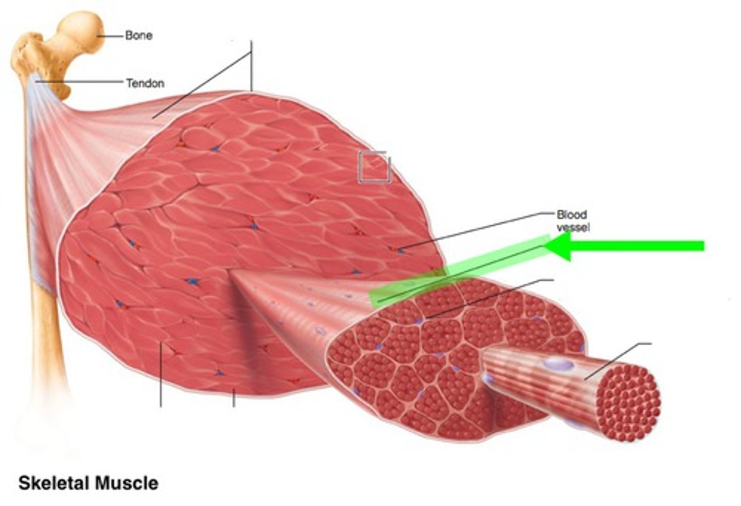 <p>A layer of fibrous connective tissue surrounding each fascicle</p><p>Fasicles are groups of separated muscle fibers that resemble a bundle of sticks</p>