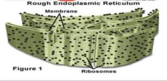 <p>What is the function of the rough ER? (4)</p>