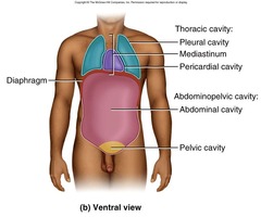 <p>The cavity that contains the heart and lungs, separated from the abdominopelvic cavity by the diaphragm.</p>