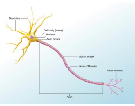 <ul><li><p>Dendrites</p></li><li><p>Cell body/Soma</p></li><li><p>Axon</p><ul><li><p>Many axon make up a nerve</p></li></ul></li></ul><p></p>