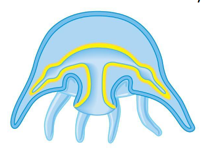 <p>what body form is this </p>