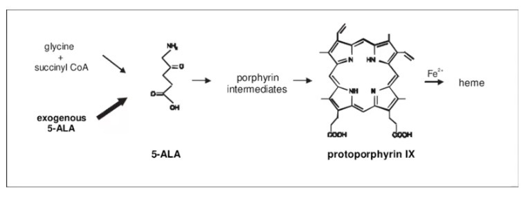 <p>Constructed from four molecules of the monopyrrole derivative porphobilinogen (Derived from 2 molecules of <span>δ-aminolevulinate)</span></p><p><span>Make up the porphyrin nucleus in heme proteins</span></p><p><span>Glycine reacts with succinyl-CoA in the first step to yield </span>α-amino-<span>β-ketoadipate, which is then decarboxylated to </span>δ-aminolevulinate (ALA)</p>