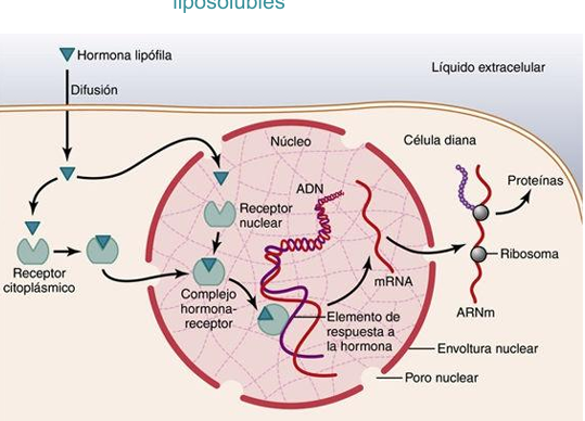 <p>Receptores hormonales intracelulares y activación de los genes: cuando la hormona se une al receptor en el citoplasma o en el núcleo , el complejo hormona-receptor se fija al elemento de respuesta a la hormona (promotor) en el ADN</p>