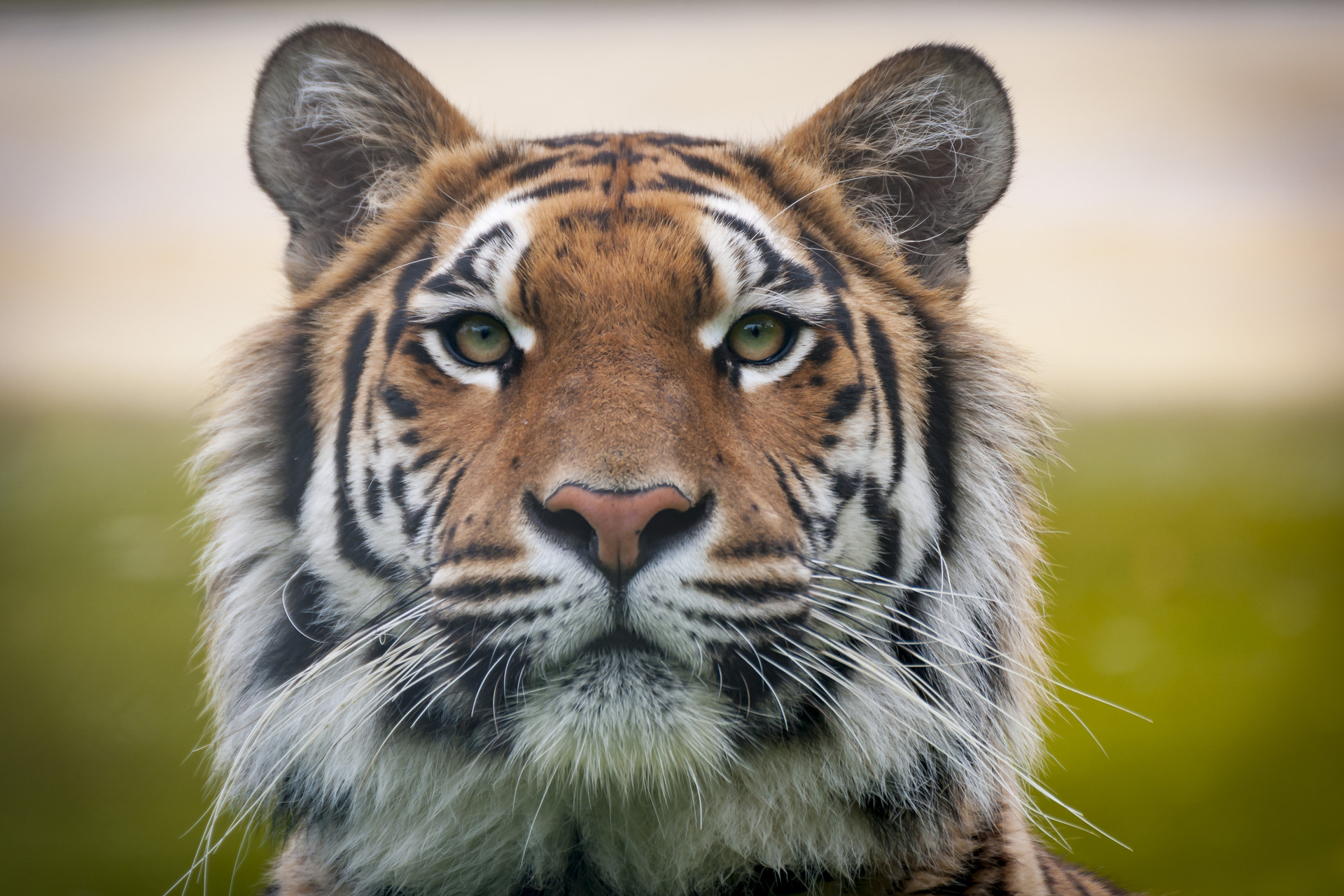 <p>a tiger</p>