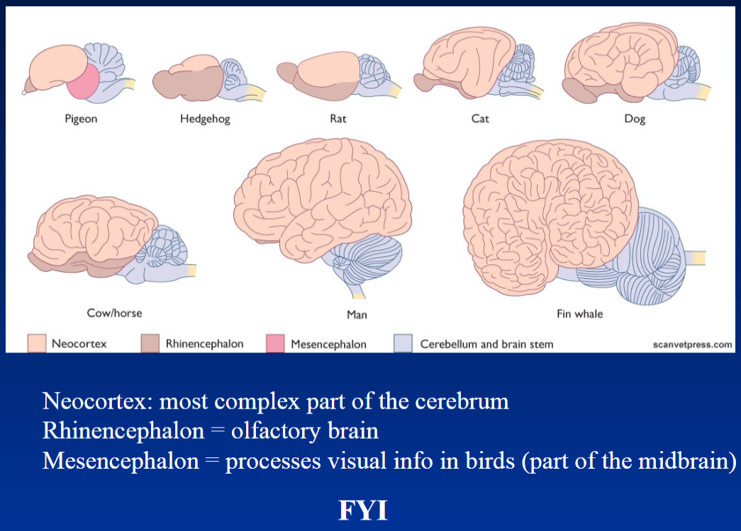 <p><strong>Neocortex</strong><br>  • <strong>Most complex part</strong> of the cerebrum</p><p><strong>Rhinencephalon</strong><br>  • <strong>Olfactory brain</strong> → involved in processing smell</p><p><strong>Mesencephalon</strong><br>  • Part of the <strong>midbrain</strong><br>  • Processes <strong>visual information in birds</strong></p>