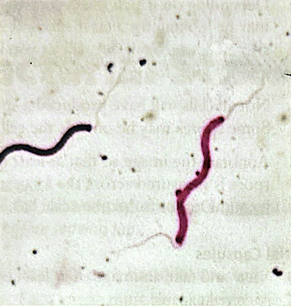 <p>has flagella at both ends</p>