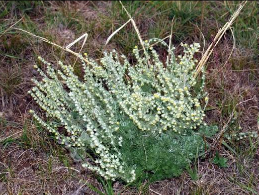<p>This aromatic, drought-tolerant subshrub features soft, deeply divided silvery-gray leaves and produces small clusters of inconspicuous yellow flowers in the summer. It thrives in dry, open environments and is known for its dense, mat-forming growth.</p>