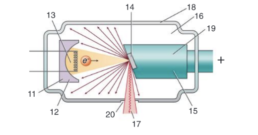 In Figure 2-27, identify structure 11.