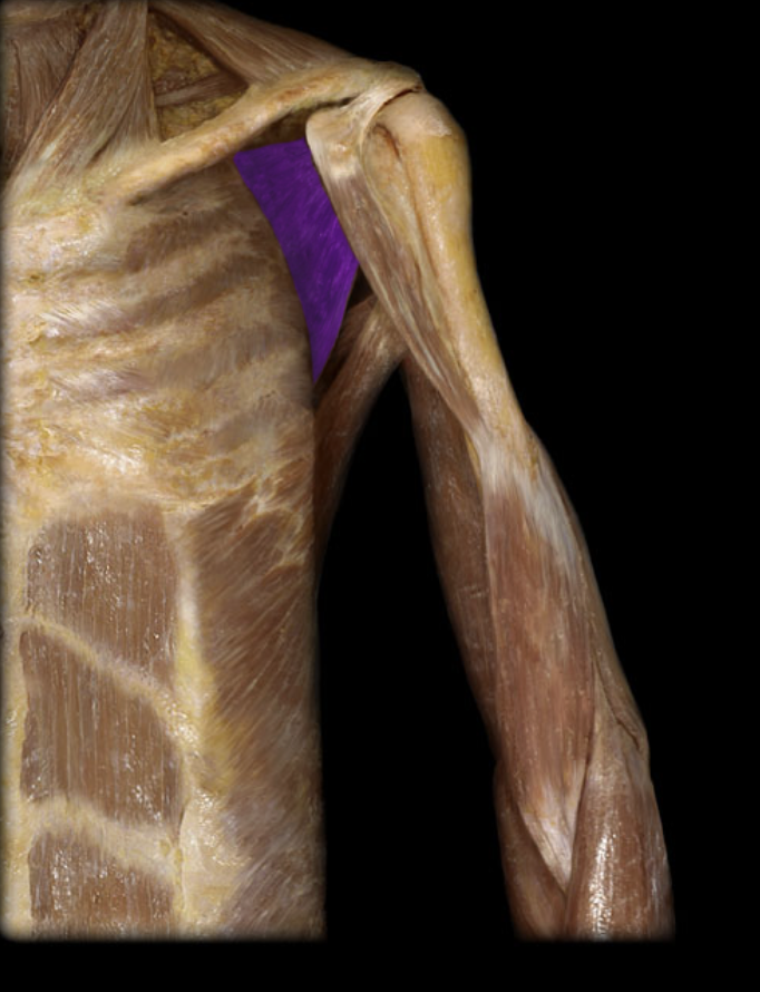 <p>Rotator cuff.</p>