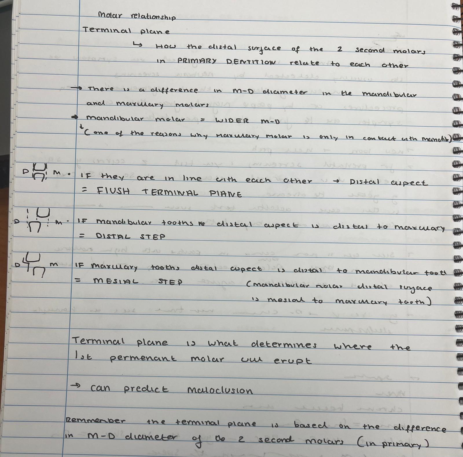 <p>MOLAR RELATIONSHIP - IN EXAM</p><p>\READ</p>