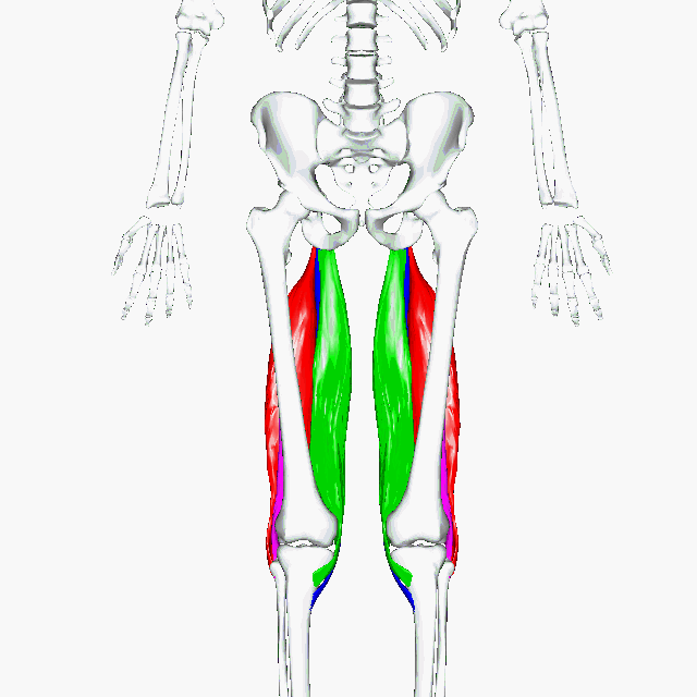 <p>Medial Hip Muscles</p>
