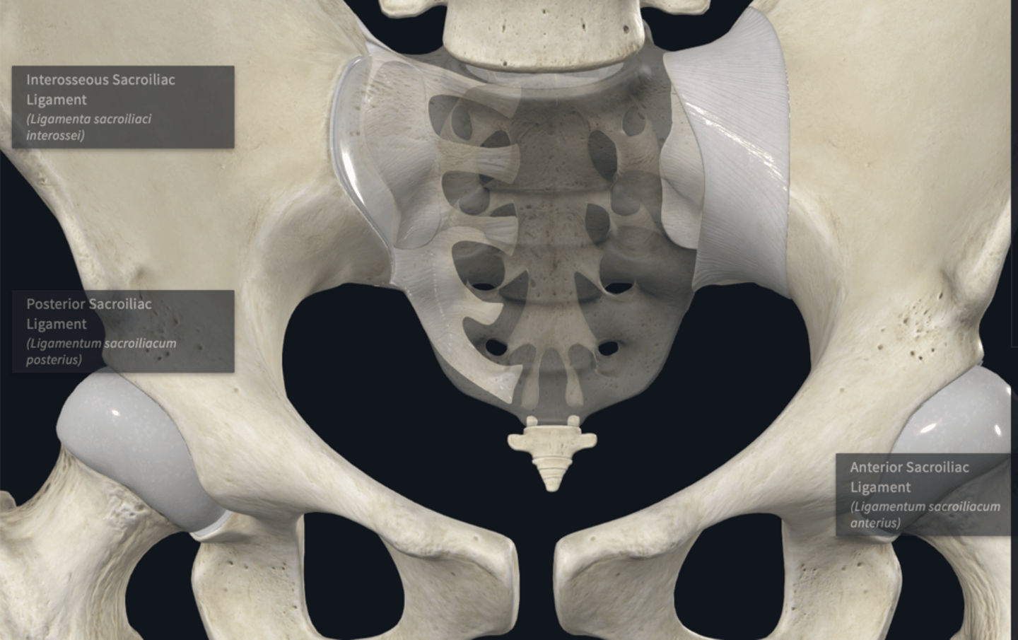 <p>What does the Anterior, interosseous, and posterior sacroiliac ligament transfers body weight? </p>