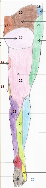 <p>12</p>
