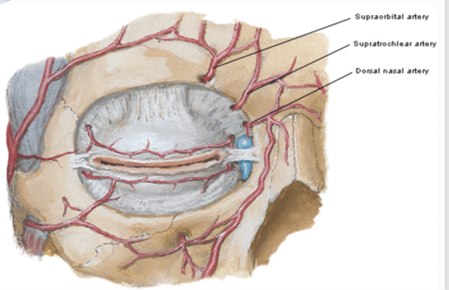 <p>What is the supratrochlear artery and where does it emerge?</p>