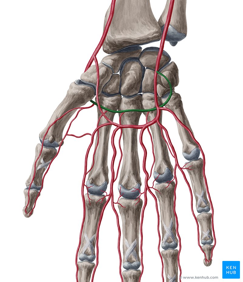 <p><strong>deep palmar arterial arch </strong>(green): where does it branch from? what does it anastomose with? about where can we find it?</p>