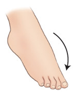 <p>Plantar Flexion</p>