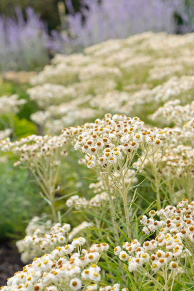 <p>Pearly Everlasting</p>