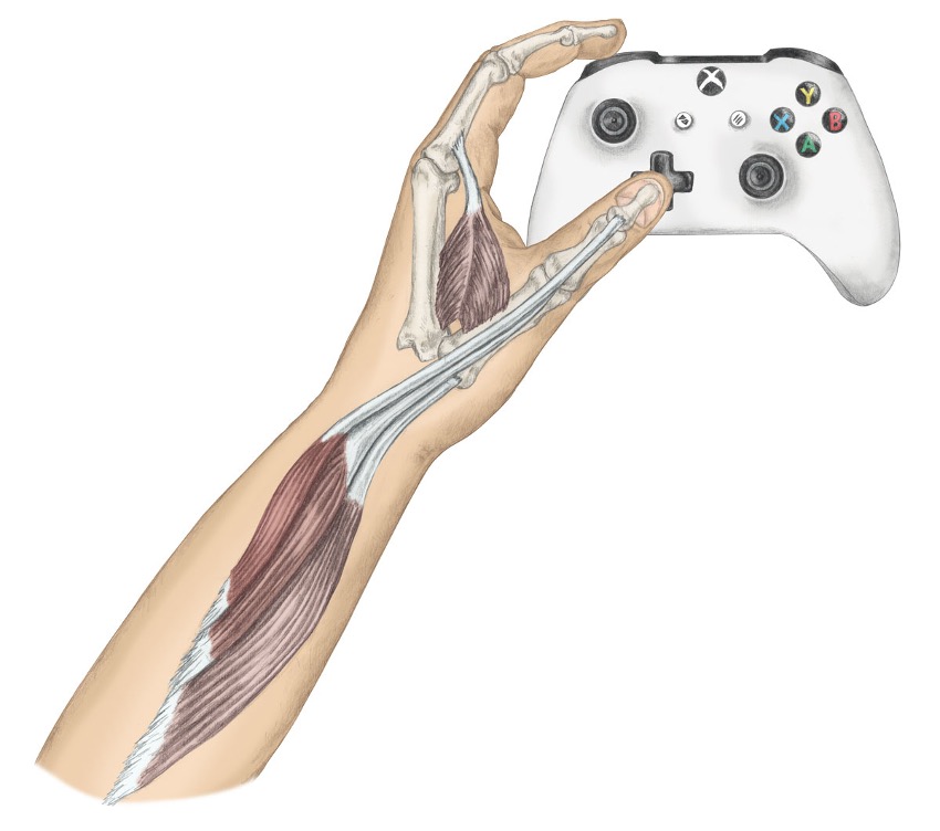 <p><span>abductor pollicis longus</span></p><p style="text-align: left;"><span>extensor pollicis longus and brevis</span></p><p style="text-align: left;"><span>flexor pollicis longus and brevis</span></p><p style="text-align: left;"><span>adductor pollicis &nbsp;</span></p>