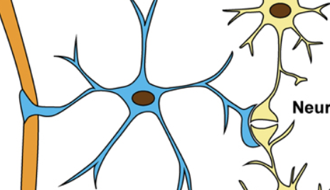 <p>what type of neuroglia is this and what does it do</p>