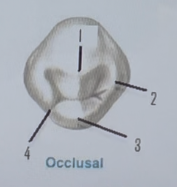 <p>mesiolingual groove, lingual cusp, distal marginal ridge, buccal cusp AND 1, 2, 3, 4</p>