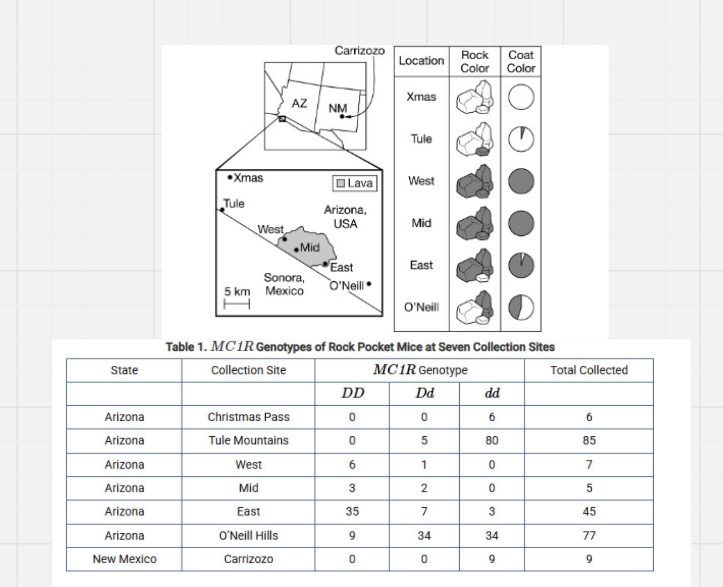 <p>Researchers have undertaken a long-term study of populations of rock pocket mice, Chaetodipus intermedius, in Arizona and New Mexico. Rock pocket mouse fur is either dark or light in color. Most of the populations studied live in areas with light-colored granite rocks; however, some areas are dominated by dark-colored rocks from ancient lava flows. Researchers collected mice from six sites in Arizona and recorded their coat colors. Figure 1 shows the study sites, the rock colors, and the distribution of coat colors.</p><p>In the Arizona populations, the melanocortin-1 receptor (<em>MC1R</em>) gene is responsible for coat color phenotype (light or dark). The <em>MC1R D</em> allele, which results in a dark coat, is dominant to the <em>d</em> allele. Researchers collected samples of mice from all six study sites and sequenced the <em>MC1R</em> gene. They also collected mice with dark coats from a location in New Mexico, the Carrizozo lava flow, to determine if the <em>MC1R</em> gene was also responsible for the dark coat colors observed in that population. The rock pocket mouse population in Carrizozo is isolated from the populations in Arizona. Table 1 presents the genotypic data from sampled mice from all seven locations.</p><p>Which of the following is closest to the frequency of theMC1R D allele in the Tule Mountain population?</p><p><strong>A) </strong>0.03</p><p><strong>B) </strong>0.06</p><p><strong>C) </strong>0.94</p><p><strong>D) </strong>0.97</p><p></p>